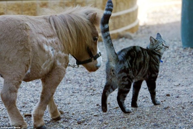 "При рождении лошадка была не больше кошки", - рассказал ветеринар Энди Линч.
