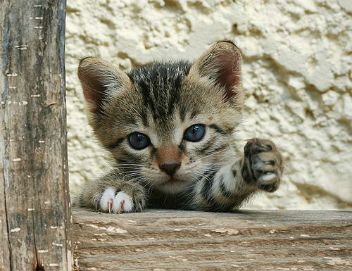 Домашний котенок, Felis silvestris catus
