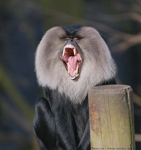 Львинохвостый макак, который также известен, как силен, или вандеру - это небольшая обезьяна с симпатичным личикоми, чёрной, или тёмно-коричневой общей окраской