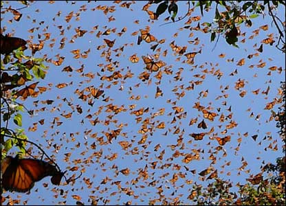 И вот бабочки монарх парят в воздухе.