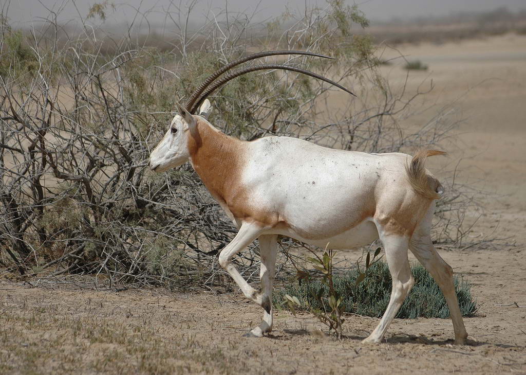 Саблерогий орикс (Oryx dammah) 