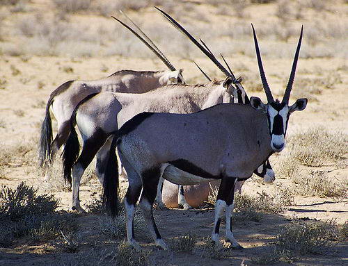 Мало кто из антилоп столь гармонично сочетает в себе такую силу и изычество, как орикс.