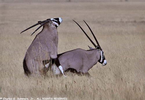 Мало кто из антилоп столь гармонично сочетает в себе такую силу и изычество, как орикс.