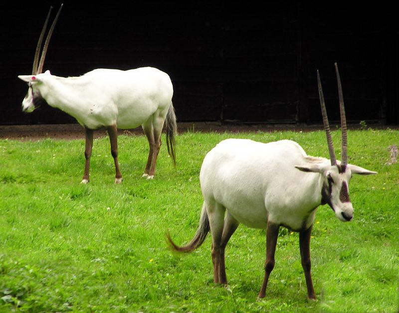 Аравийский, арабский, или белый орикс (Oryx leucoryx) 