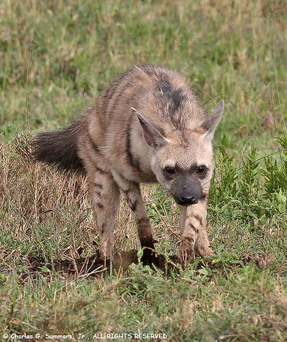 Земляной волк – самый маленький и слабый из представителей семейства гиеновых.