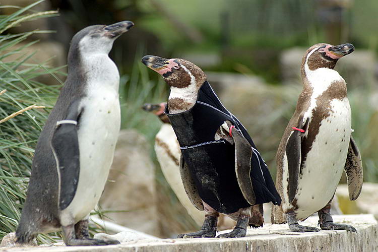 Пингвин Гумбольдта, другое название которого Гумбольдтов пингвин - нелетающая птица из отряда пингвинообразных.