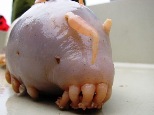 Это - морская свинья. Обитает она на дне океана, собирая остатки жизнедеятельности рыб 