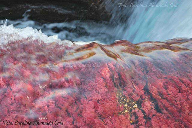 Каньо-Кристалес очень необычная река, в зависимости от времени года река приобретает различные яркие цвета.