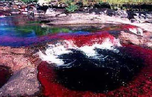 Каньо-Кристалес очень необычная река, в зависимости от времени года река приобретает различные яркие цвета.