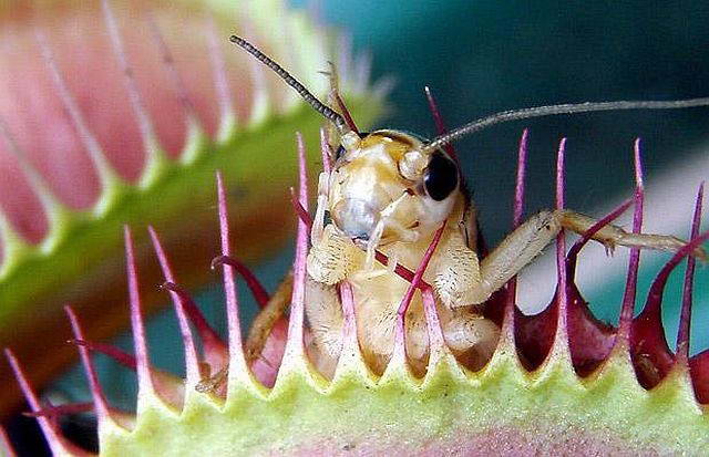 Венерина мухоловка привлекает насекомых нектаром, который выделяют железы, расположенные по краям ловушки