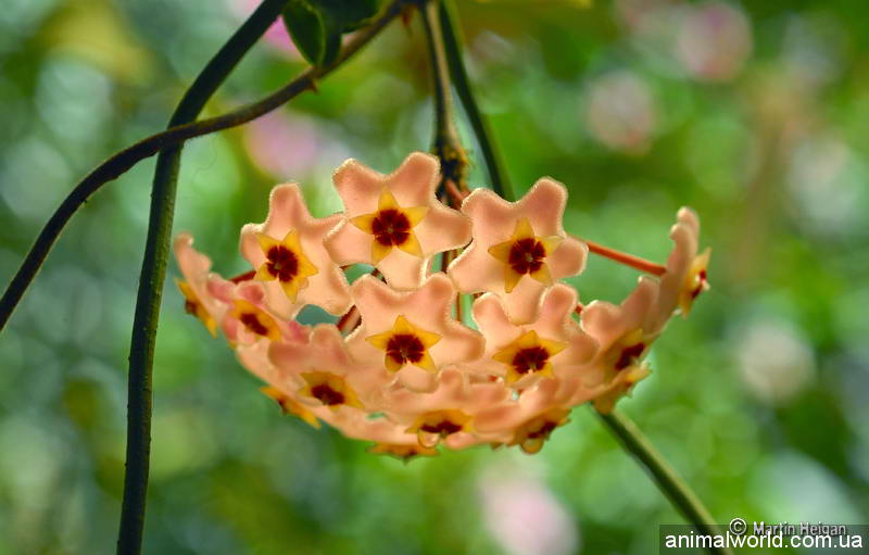 В природе существуют около 200 видов Хойи, в комнатной культуре выращивают только два: хойю прекрасную (Hoya bella Hook.) и хойю мясистую (H. carnosa R. Br.).