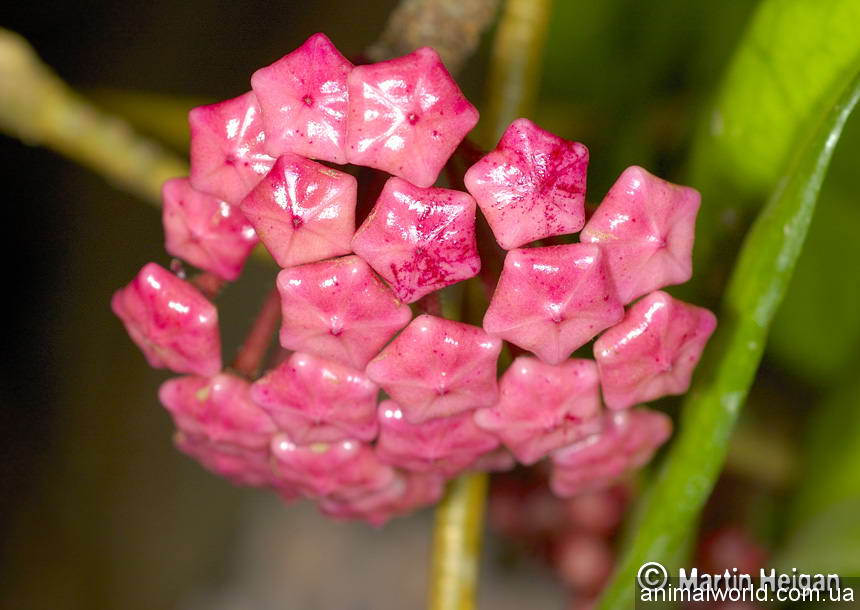 В природе существуют около 200 видов Хойи, в комнатной культуре выращивают только два: хойю прекрасную (Hoya bella Hook.) и хойю мясистую (H. carnosa R. Br.).