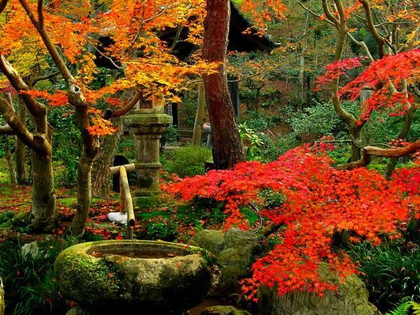 Традиционный элемент японского сада тсукубаи - каменная чаша с водой виде бочки, высотой 20-60 см, в которой издавна мыли руки во время чайной церемонии.