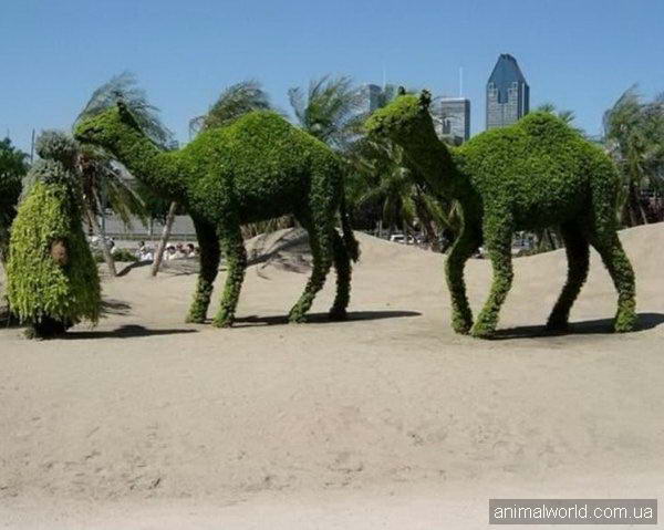 Зелёные верблюды