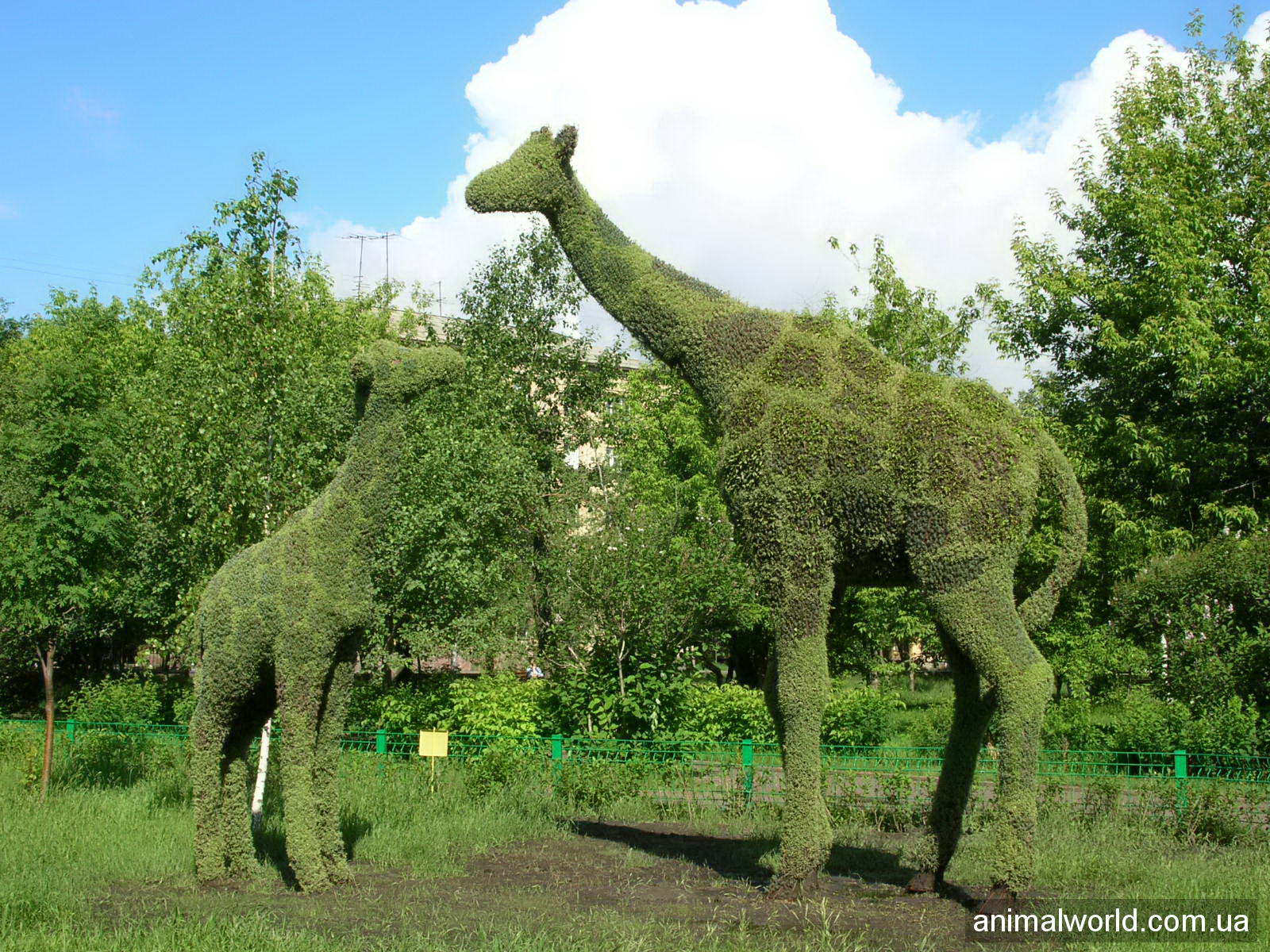 В Красноярске тоже водятся жирафы. Только зелёные.