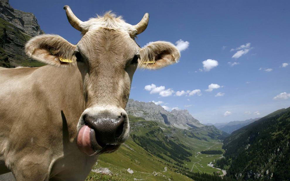 Корова на перевале Клаузенпасс в Швейцарских Альпах. (Arnd Wiegmann/Reuters)