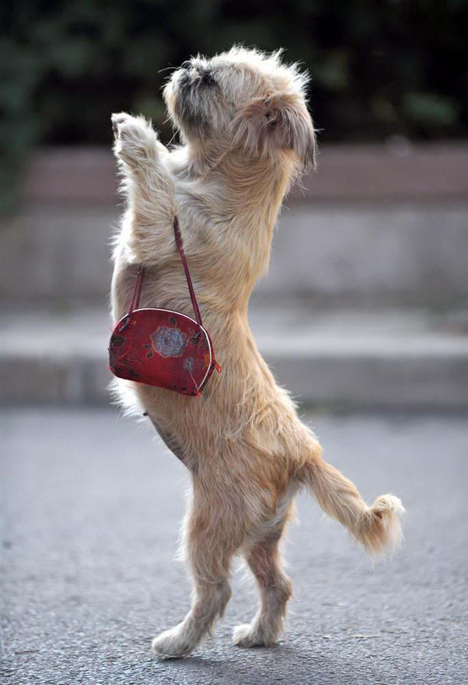 Собачка отправляется за покупками с хозяйкой в Шэньяне, северо-восток Китая. Спустя годы дрессировки этот песик умеет носить сумочку и толкать тележку с овощами. (Mark/EPA)
