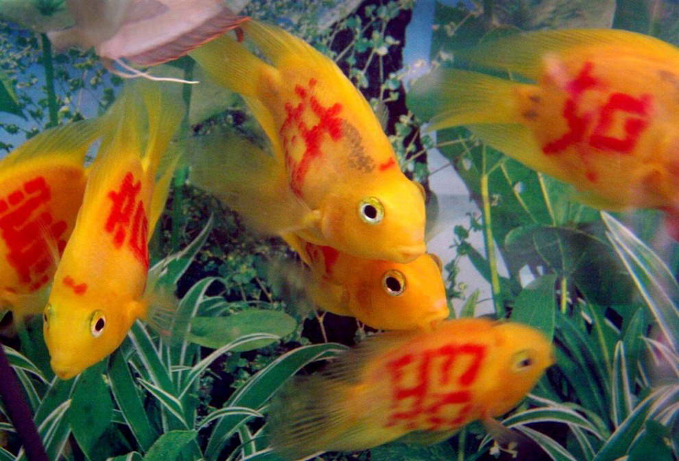 Рыба-попугай с татуировками плавает в аквариуме зоомагазина в Сямыне на юго-востоке китайской провинции Фуцзянь. На тело рыбы с помощью лазера наносятся китайские иероглифы удачи или просто цветочные узоры, чтобы увеличить стоимость рыб. (Zhou Chao/EPA)