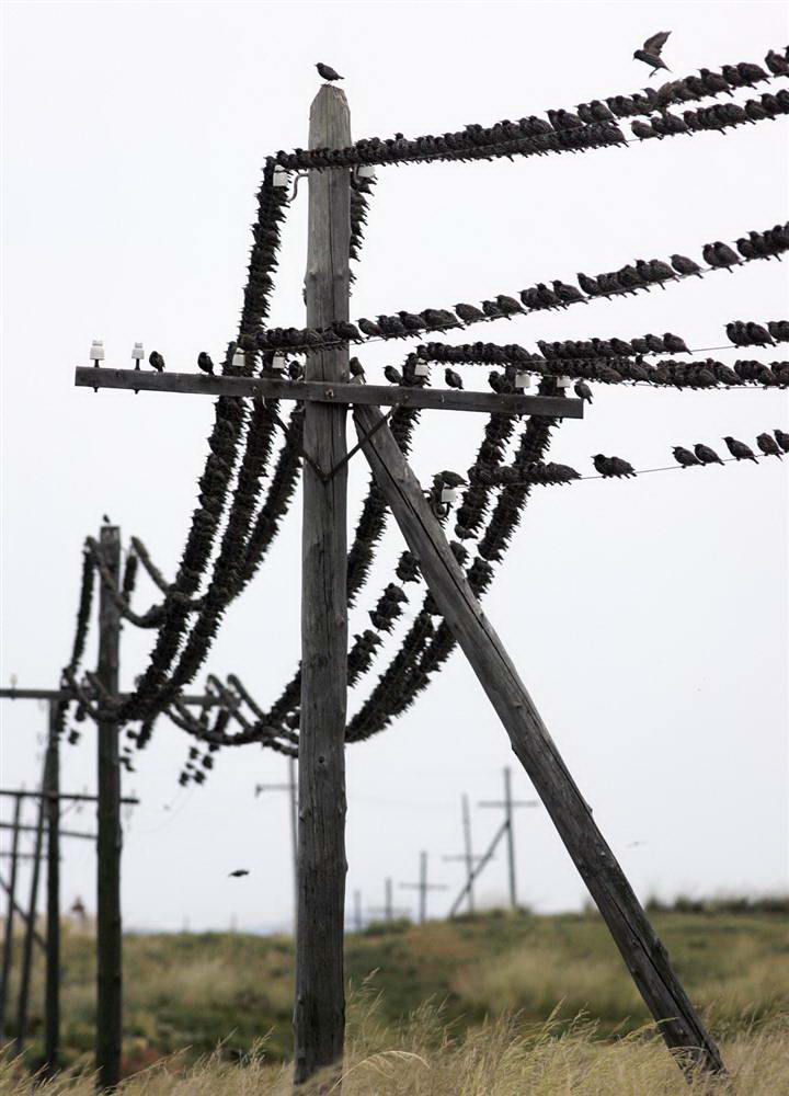 Птицы сидят на электропроводах в городе Абакан, Республика Хакасия, Россия. (Ilya Naymushin/Reuters)