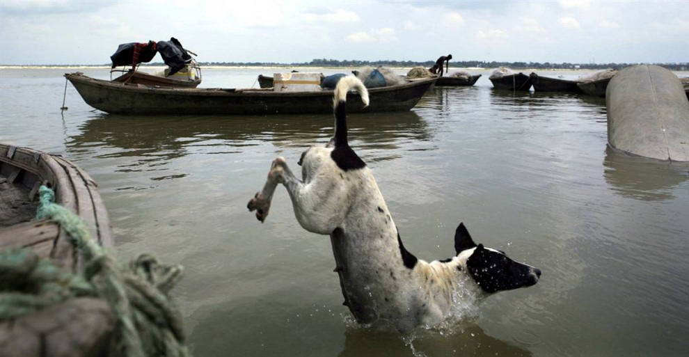Собака прыгает в воду на фоне рыбаков, собирающих ежедневный улов в реке Ганг на окраине Аллахабада, Индия. (Rajesh Kumar Singh/AP)