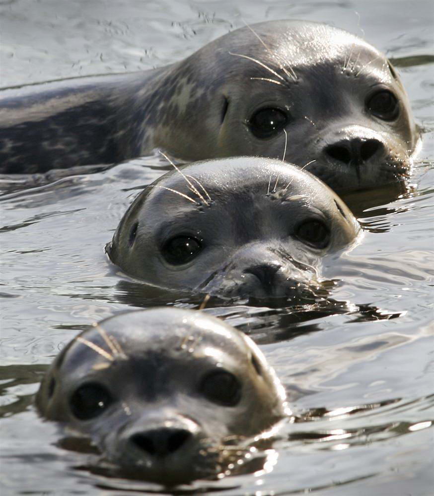 Тюлени выглядывают из воды в питомнике для морских обитателей в городке Фридрихскоог, Германия. (Heribert Proepper/AP)
