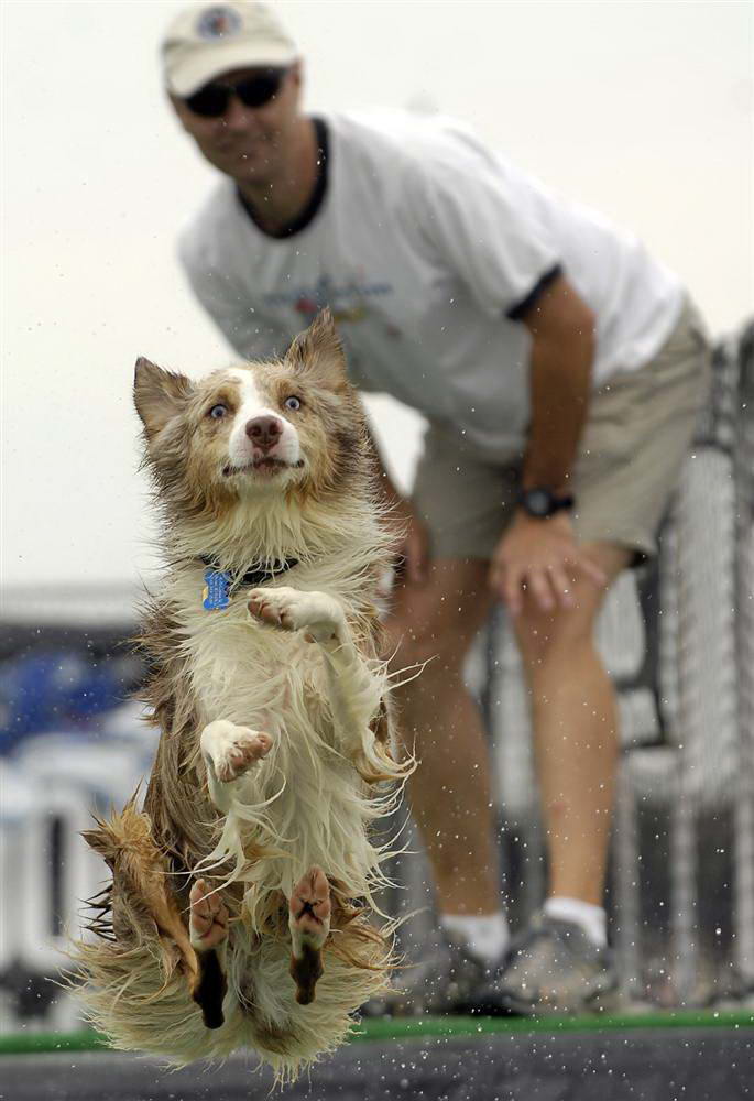 Крис Ларсон из Бойсе, штат Айдахо, смотрит, как его трехлетняя собака Эмма породы австралийская овчарка прыгает с пирса в пруд во время соревнования по прыжкам в воду среди собак «Splash Dogs» на Западной Ярмарке Айдахо в Бойсе. (Charlie Litchfield/AP)
