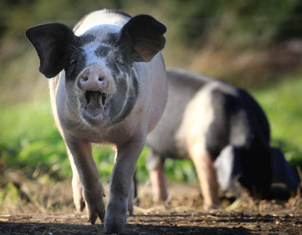 Свиньи в городке Писдаун, Англия. (Matt Cardy/Getty Images)