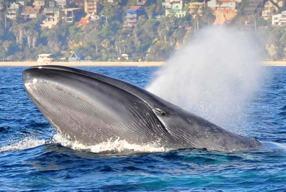 Голубой кит на поверхности Тихого океана недалеко от города Дана Пойнт, штат Калифорния. (Marc Carpenter/Capt. Dave's Dolphin & Whale Safari via AP)