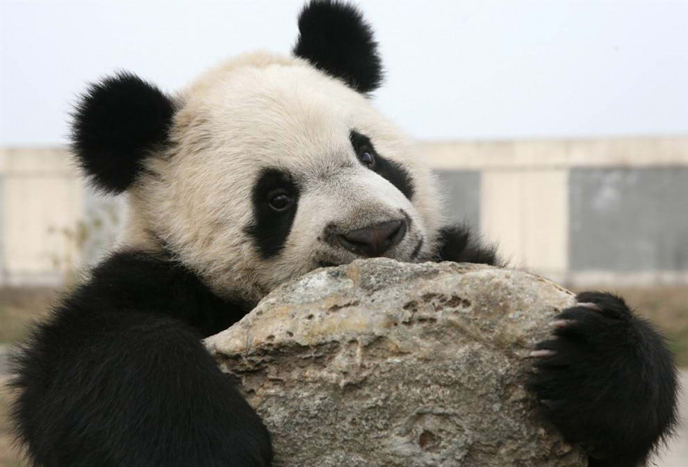 Взрослая панда играет в зоопарке в Сиане в северной провинции Китая Шэньси. (AFP - Getty Images) 