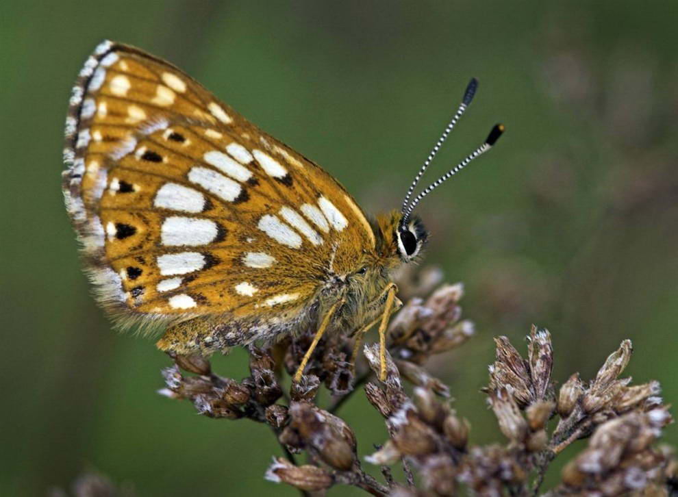 Бабочка пеструшка лесная является вымирающим видом в Британии, однако этим летом в числе ее популяции насчитывался неожиданный подъем. (Peter Eeles/National Trust via AP)