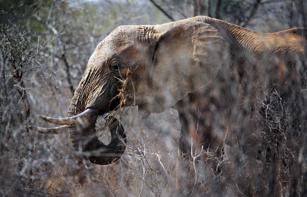 Слон ест ветки среди сухих кустарников в Национальном парке Тсаво в южной Кении. (Roberto Schmidt/AFP - Getty Images)