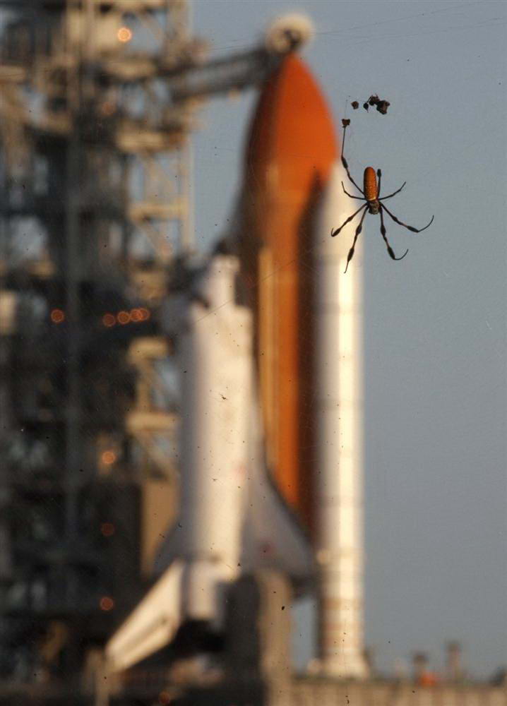 Паук спускается по своей паутине на фоне космического шаттла «Дискавери», готовящегося к запуску в Космическом центре Кеннеди 24 августа на мысе Канаверал, Флорида. (Pierre Ducharme/Reuters)