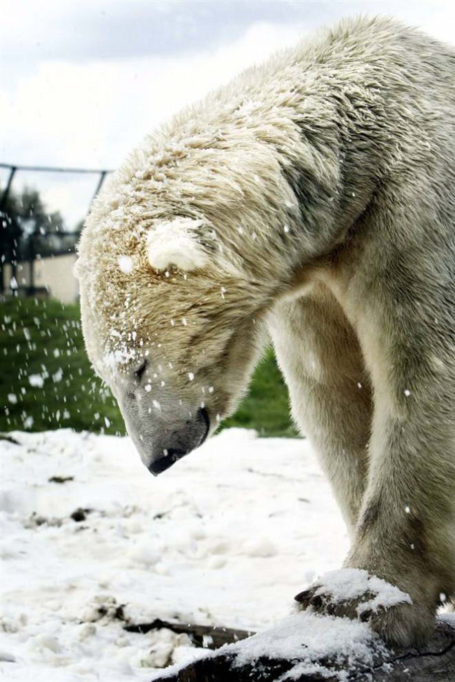 Белый медведь по кличке Джелле гуляет по снегу в зоопарке голландского города Нуэнен. Специальный снегомет делает снег, чтобы создать в вольере полярных медведей имитацию их естественной среды. (Vincent Jannink/AFP - Getty Images)