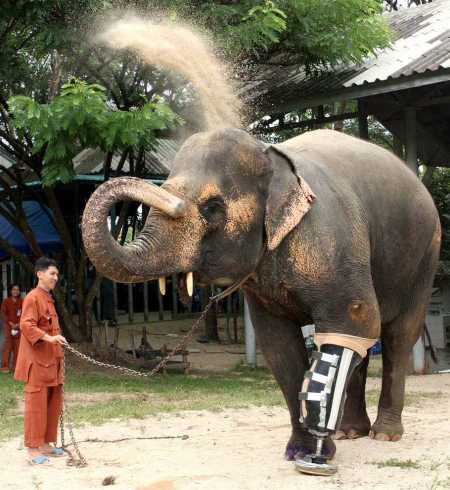 48-летний слон по кличке Мотала с недавно поставленным протезом ноги в специальной больнице для слонов в провинции Лампанг, расположенной к северу от Бангкока, Таиланд. (Phichaiyong Mayerku/Reuters)