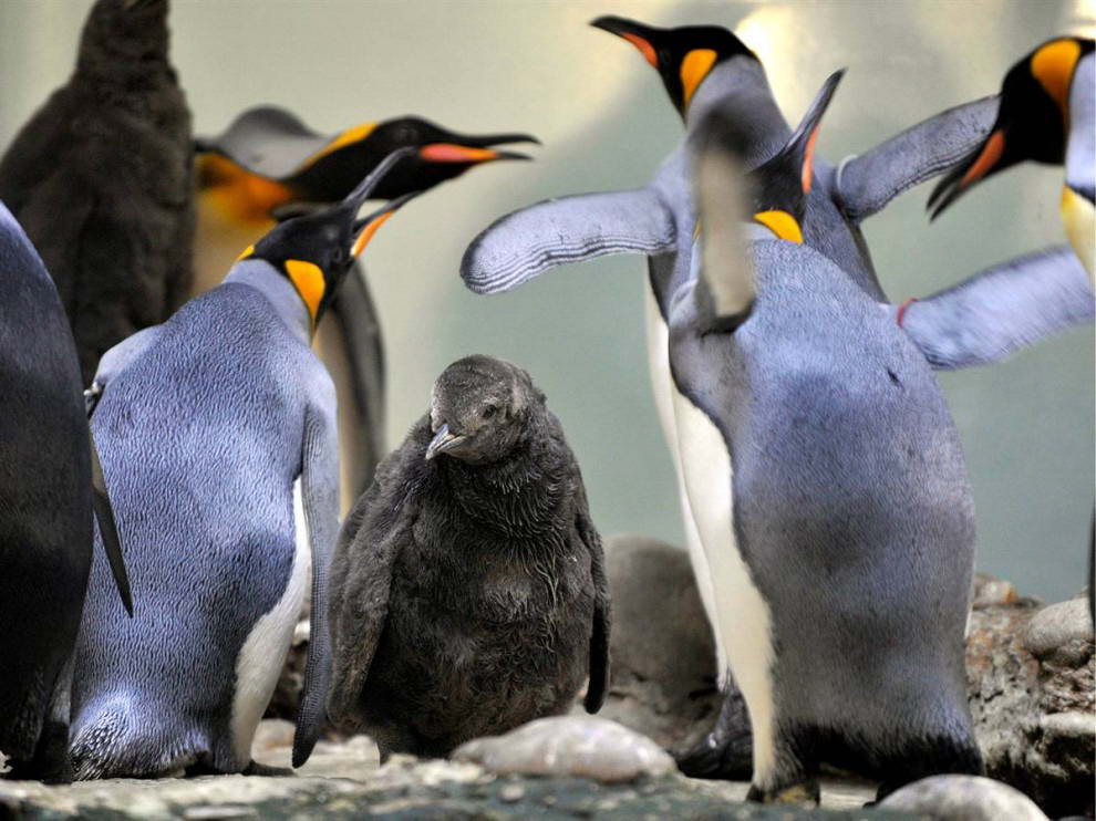 Взрослые королевские пингвины окружают самку в зоопарке в Базеле, Швейцария. (Georgios Kefalas/AP)