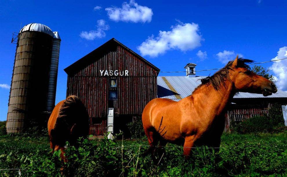 Лошади пасутся у сарая, который находится на ферме Ясгуров, рядом с которой 40 лет назад прошел легендарный музыкальный фестиваль Вудсток. (Stephen Chernin/AP)