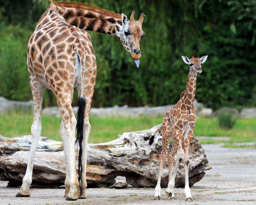 6-дневный жирафенок стоит со своей матерью в зоопарке Честер в английском городе Чешир. (Andrew Yates/AFP - Getty Images) 