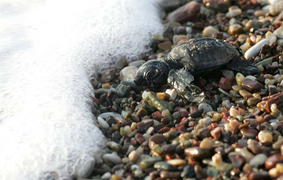 Новорожденная головастая морская черепаха ползет в сторону моря в заливе Кипариссия в Греции. (Orestis Panagiotou/EPA)