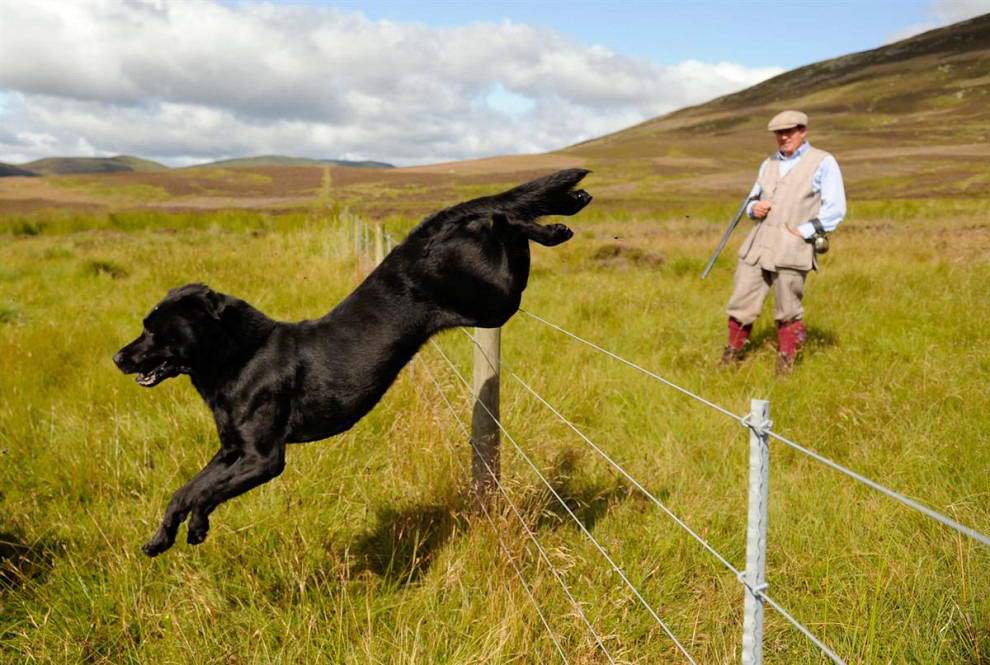 Собака прыгает через забор в день открытия сезона охоты на куропатку в Роттал Истейт, долина Ангус в Шотландии. (Russell Cheyne/Reuters)