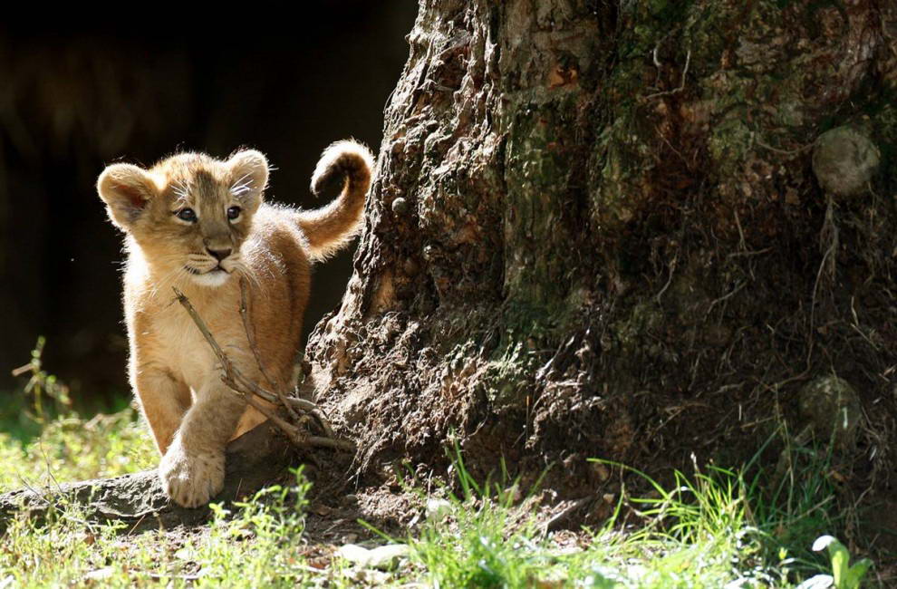 Один из двух 10-недельных азиатских львят впервые исследует вольер под открытым небом в лондонском зоопарке. Это – первые львята родившиеся в этом зоопарке за последние 10 лет. Их мать, Аби была последним детенышем, который родился в зоопарке в 1999 году. (Stephen Hird/Reuters)