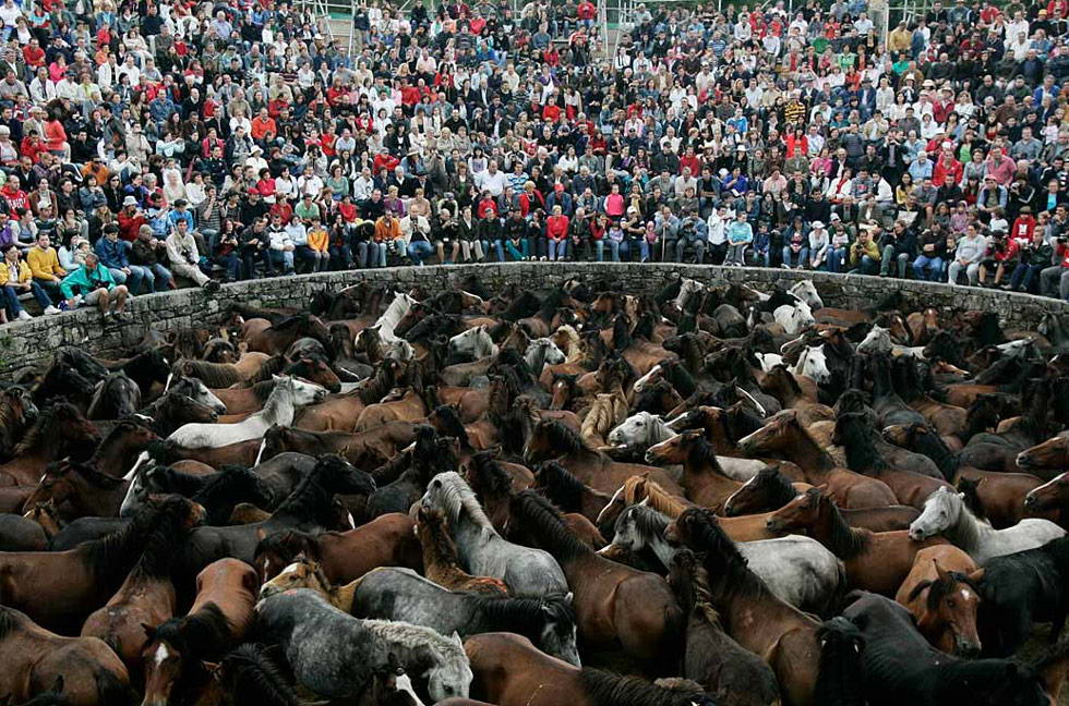 Сотни диких лошадей собраны для события «Рапа Дас Бестас» в деревне Сабучедо, Испания, 5 июля. В первые выходные июля в разных деревнях в северо-западном районе Галиция собирают диких лошадей, которых купируют и объезжают. (Miguel Vidal/Reuters)