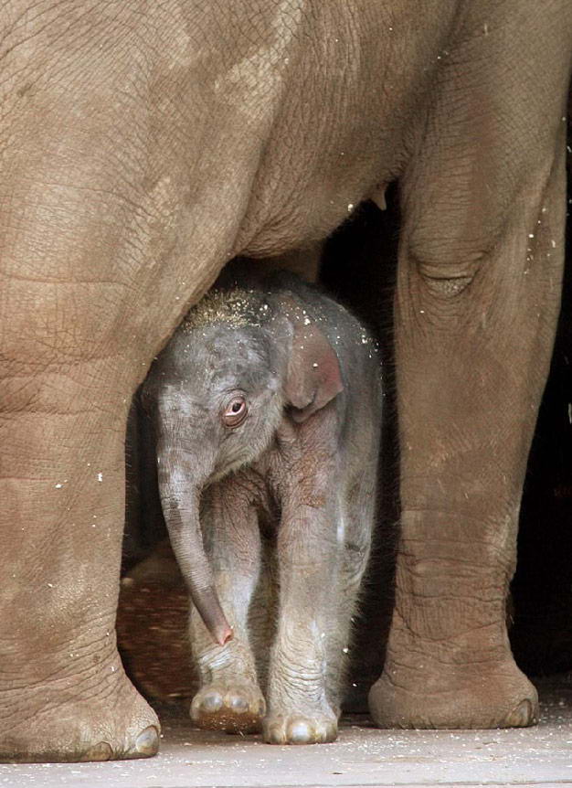 Родившийся всего день назад слоненок прячется под мамой в зоопарке Таронга в Сиднее 5 июля. (Bobbie-Jo Vial/AP)