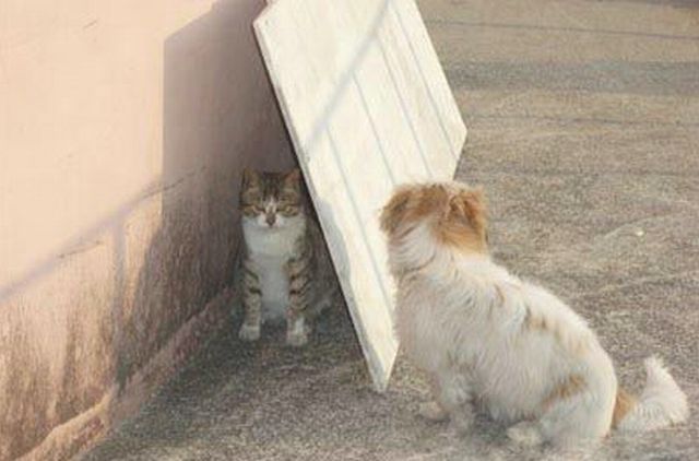 Дружба кошек и собак. 