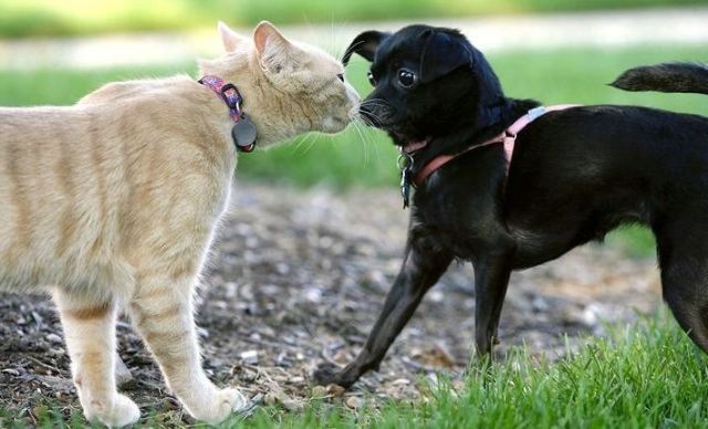 Дружба кошек и собак. 