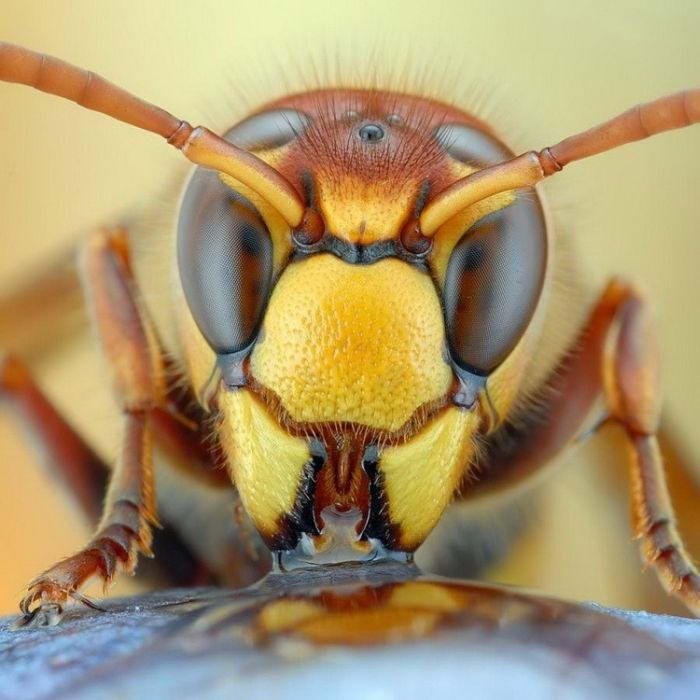 Макроснимки животных и насекомых