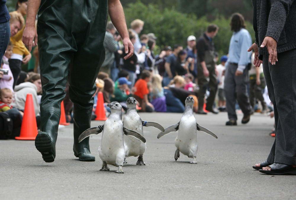 Магеллановые пингвины посещали детский сад