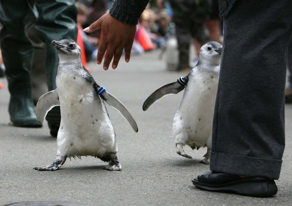 Магеллановые пингвины посещали детский сад