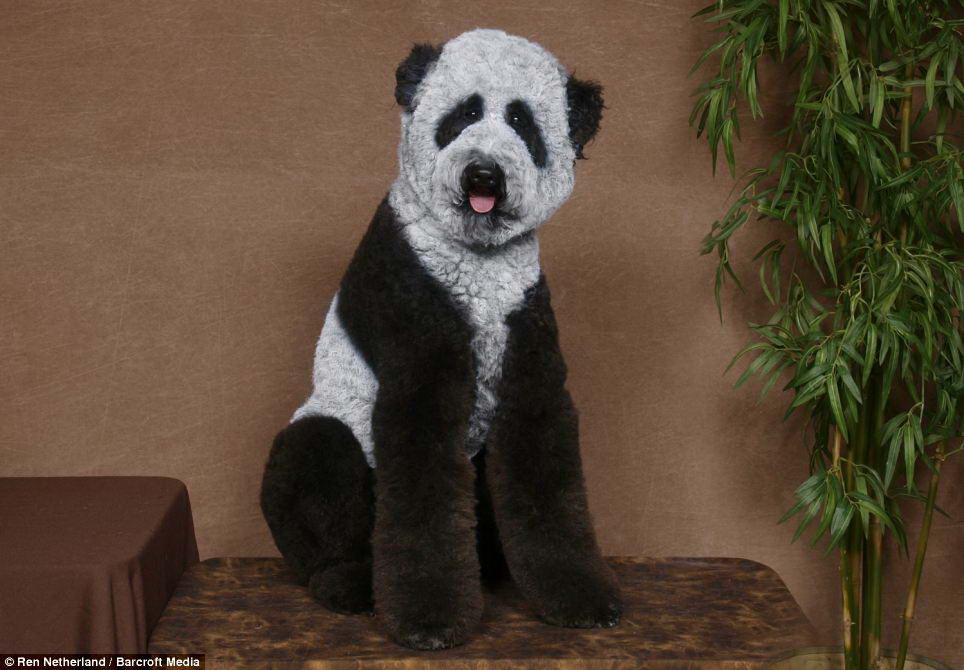 Панда ты или не панда?