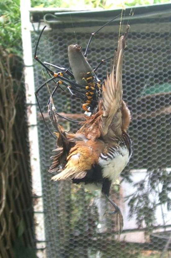 В одном из национальных парков Австралии в ловчую сеть огромного паука золотого кругопряда попалась птица внушительных размеров.