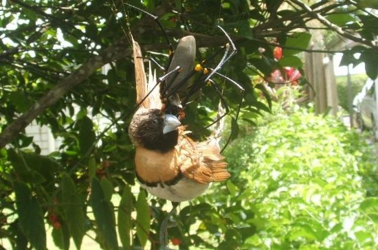 В одном из национальных парков Австралии в ловчую сеть огромного паука золотого кругопряда попалась птица внушительных размеров.